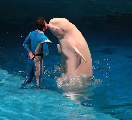 海豚表演