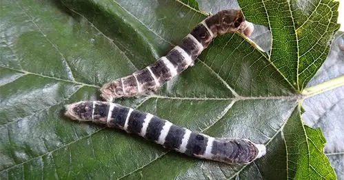记忆中的蚕宝宝变身成「黑旋风」 犹如缩小版雨伞节