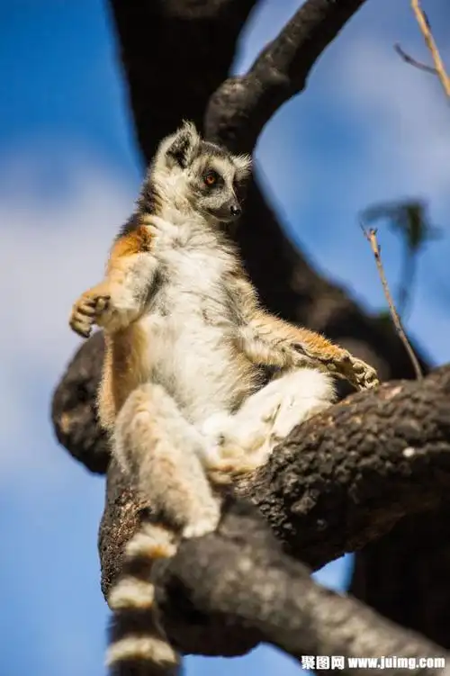 靠在树干上的狐猴图片下载(图片id:687521)_-陆地动物-图片素材_ 聚图