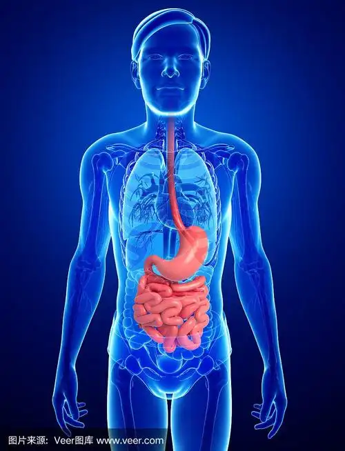 男性小肠解剖