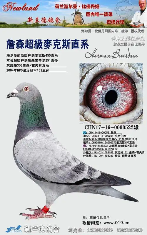 信鸽在线拍卖平台 - 中国信鸽信息网