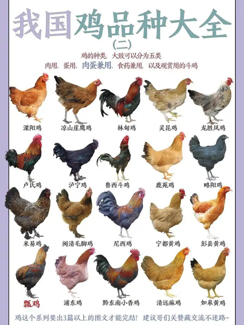 我国鸡品种大全(二)接上条,真的太多啦～喜欢看的码住别迷路了 - 抖音