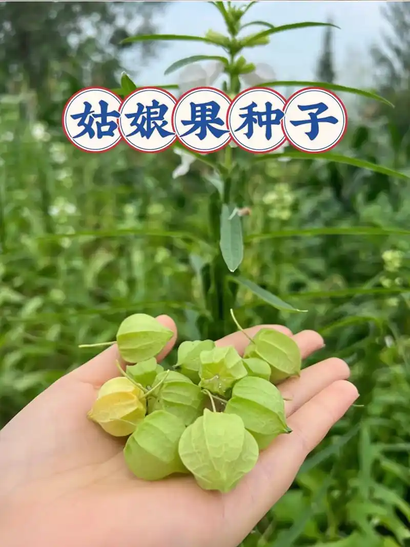 姑娘果种子.姑娘果种子,姑娘果是小时候爱吃的野果,现在完全可 - 抖音