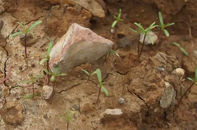 硫华菊的小苗茁壮成长中