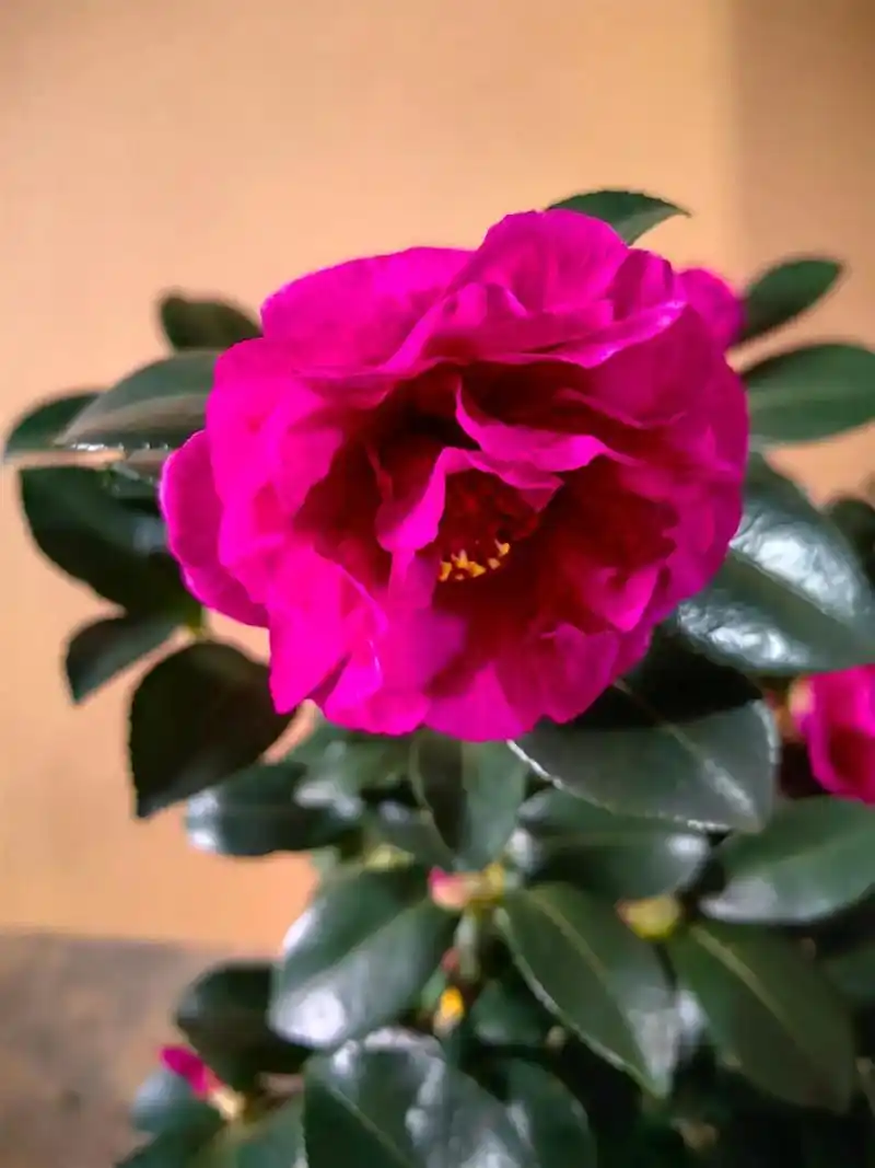 茶梅财神.花型半重瓣型至牡丹型,玫红色,中型花,雄蕊或多或少 - 抖音