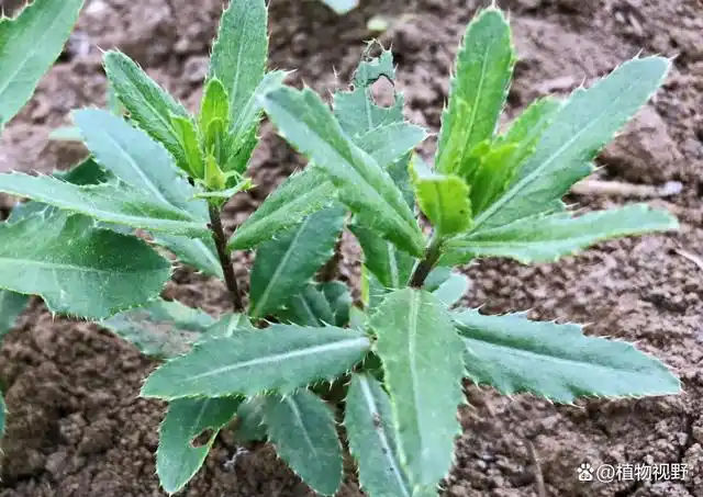枪刀菜,别名刺儿菜,清炒味道鲜嫩爽口,你吃过吗?