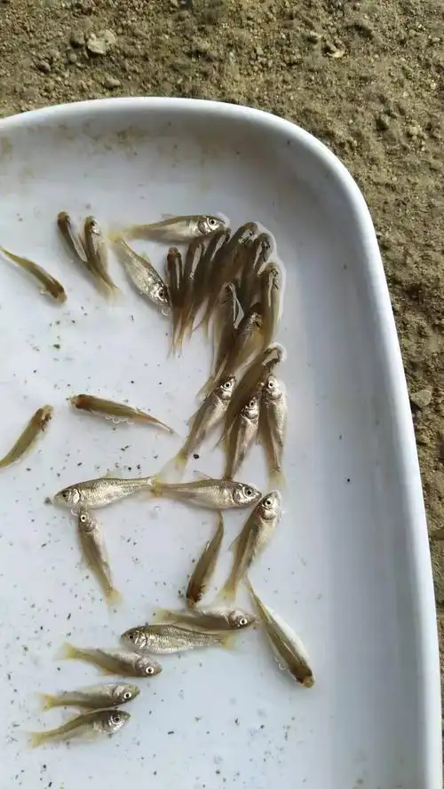 鲮鱼苗