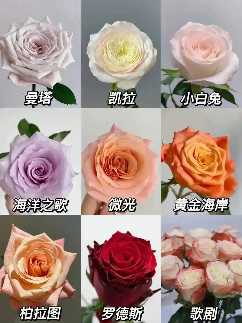 玫瑰品种图鉴|20款进口玫瑰系列二|||———————— 1 - 抖音