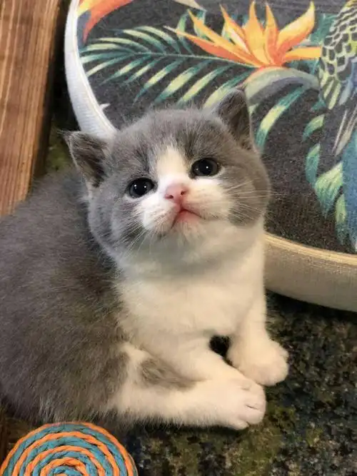 北京本地英短蓝白完美八字脸弟弟妹妹