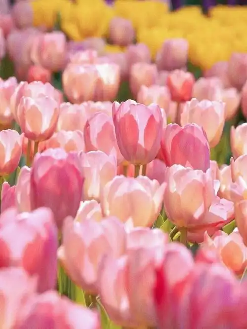 西安春日flowerwalk攻略##西安兴庆宫郁金香引市民拍照打卡