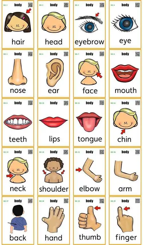 body身体部位英语单词闪卡英文汉字认识卡片早教闪卡