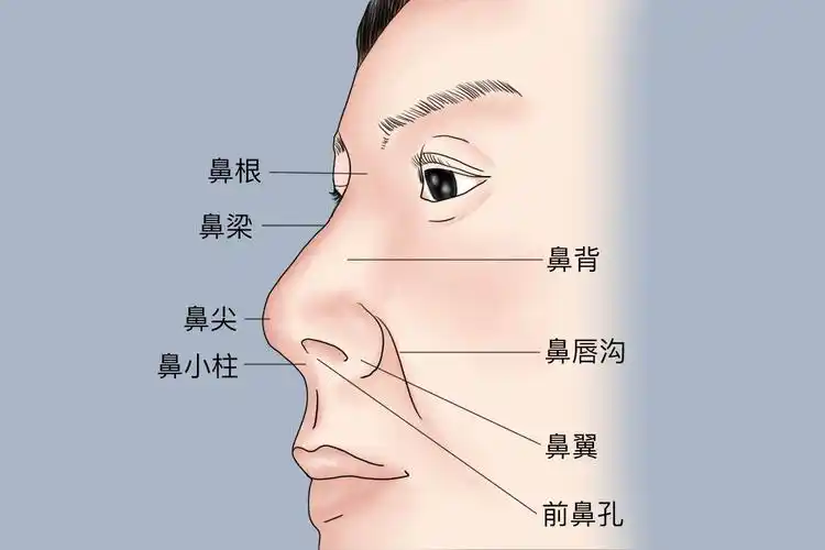 鼻梁位置图