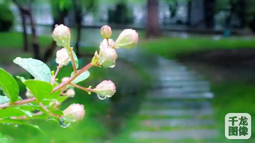 8月7日一早天晴不久雨水又至,雨过天晴后景色十分宜人.