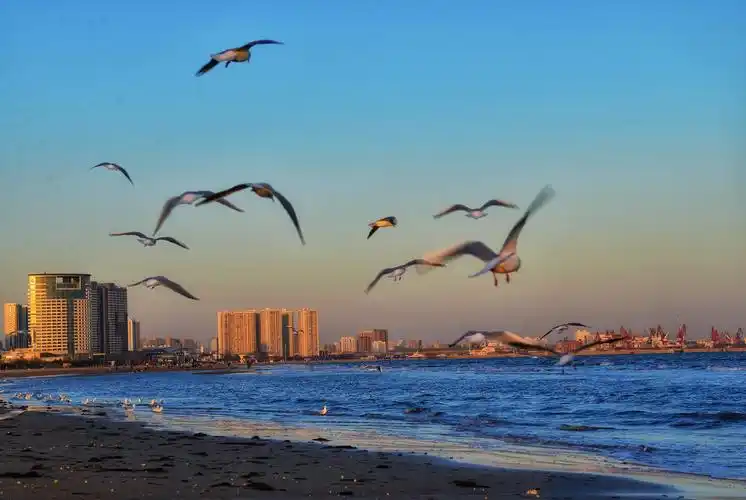 大海 晚霞 海鸥,自然 和谐 生动