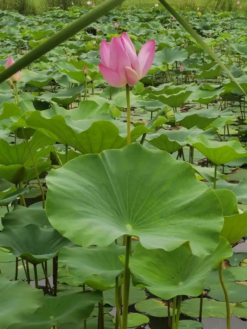 夏天的荷叶真的很漂亮,很治愈的绿
