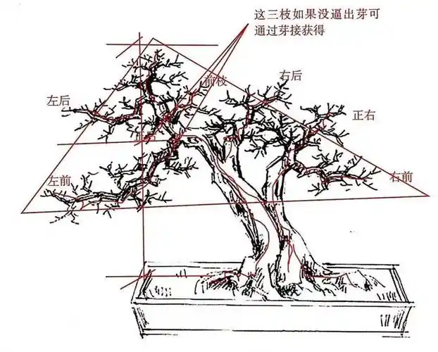 一盆九里香阳台香飘飘6款盆景造型玩法哪一款受你青睐