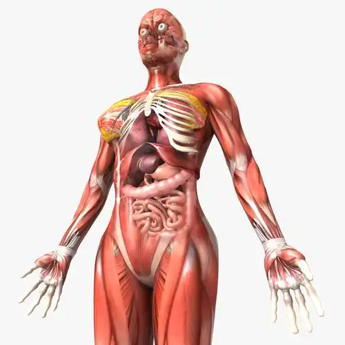human female anatomy body 3d model