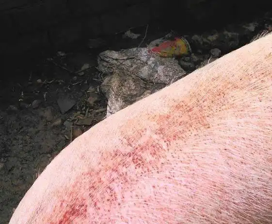 母猪血液原虫病的症状及有效治疗方法