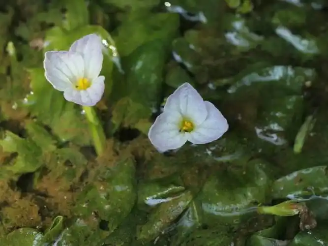 每日一花龙舌草