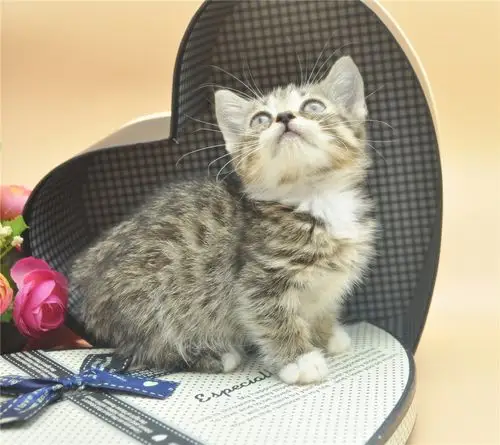 曼基康矮脚猫曼奇金munchkin腊肠猫小短腿猫活体幼猫纯种宠物猫咪_7折