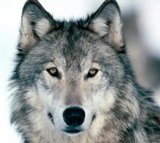 是与它的狼性有关系的,在很多人的心目中,狼是非常凶狠和残忍的,可是