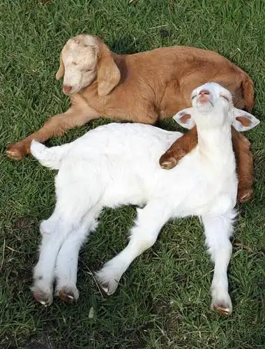 动物,两只,家畜,可爱,童年,童趣,摄影,牲畜,童真,烂漫,无邪,天真,山羊