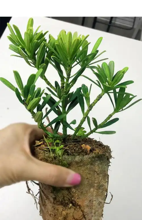 盆栽树苗名贵红芽米叶雀舌台湾金钻造型盆景 米叶罗汉松s造型小盆景