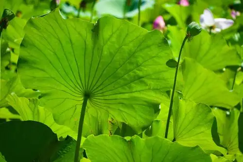 翠绿的荷叶,原创拍摄