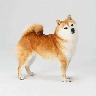 日本柴犬纯种精 品赛级幼犬正宗双血统短 毛家养小型宠物狗狗出售_7折