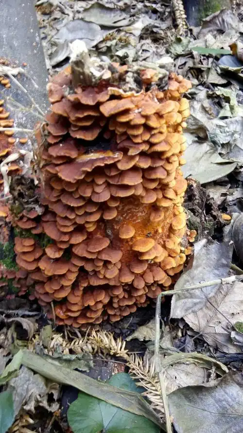 请问大神谁知道这是什么菌类,叫什么名字,有什么药用