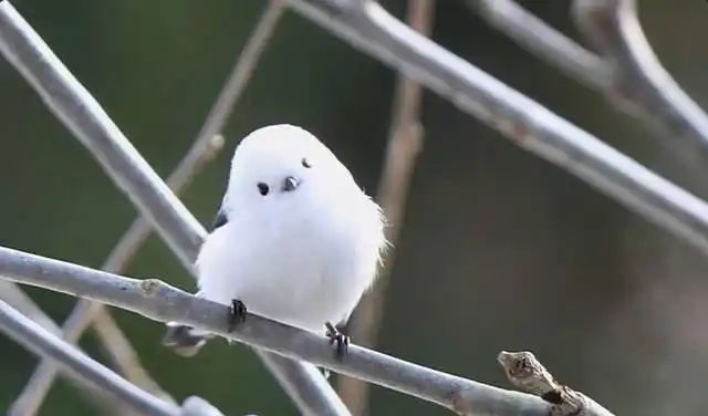 银喉长尾山雀因为胖,被网友评为最可爱的小鸟,是网友心中的国鸟 - 一