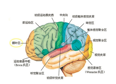 人们已经发现大脑的不同区域负责不同的功能,比如大脑皮层有运动区