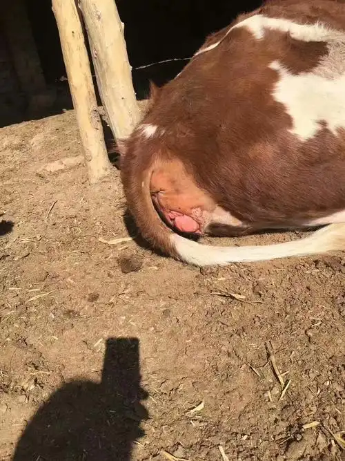 母牛掉球预防及治疗_手机搜狐网