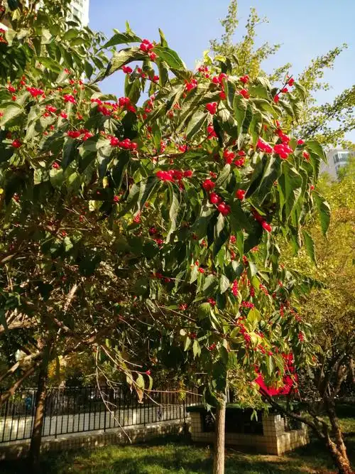 小区的红豆树