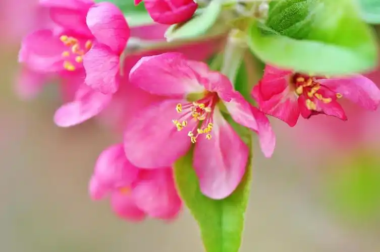 【引用】【原摄】北美海棠—"凯尔斯"