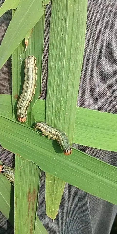 粘虫防治选对药丰收增长必来到