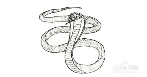 如何画蛇(眼镜蛇)