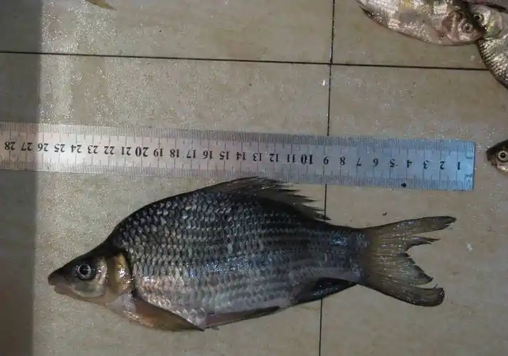 岩原鲤4,岩原鲤,为鲤科原鲤属的鱼类,俗名水子,黑鲤鱼,岩鲤,墨鲤,是