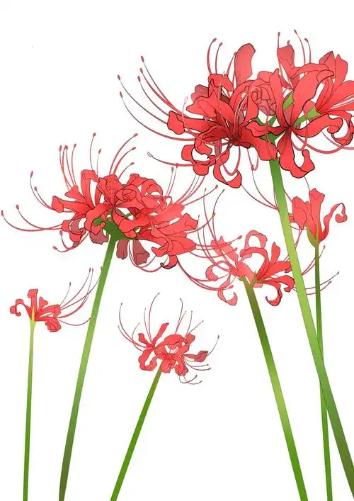 l&l-彼岸花 - 优动漫-动漫创作支援平台 | 优动漫paint绘画软件