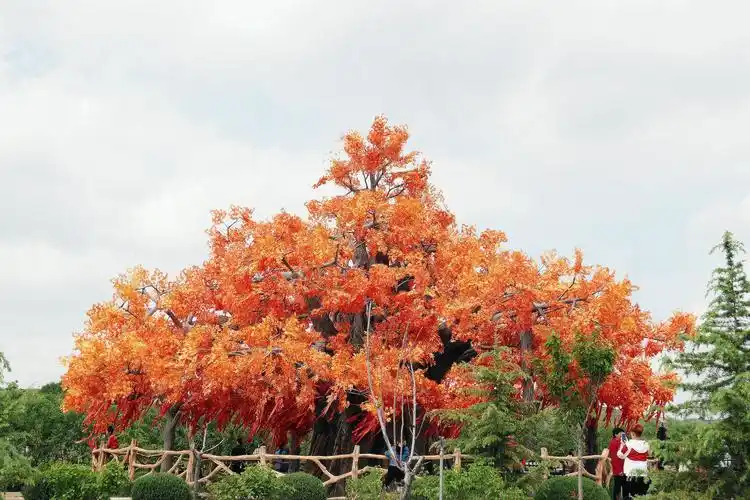 许愿树歌词(想变成一棵树歌词)插图