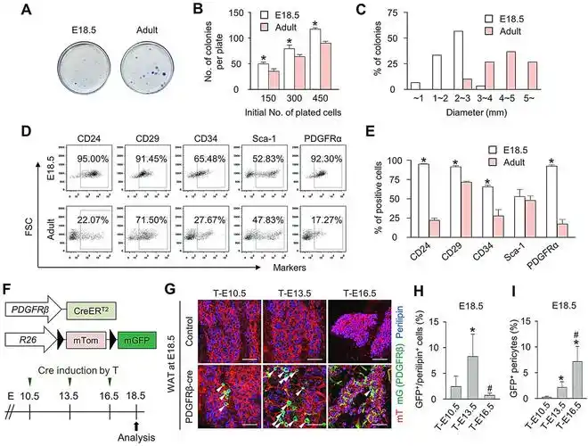 perilipin  embryonic preadipocytes actively proliferate along