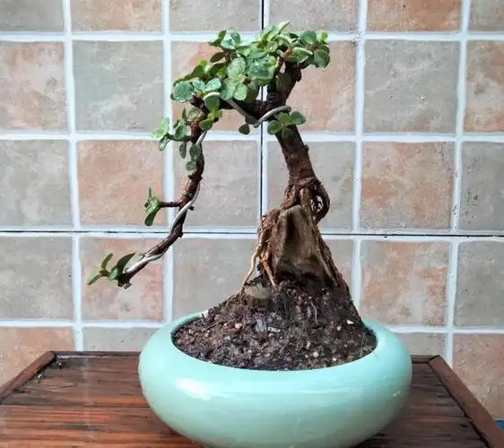 养金枝玉叶的尽头是提根,刚开始不信,直到看到成品,果断尝试