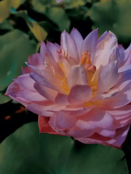 柳家花园重瓣荷花