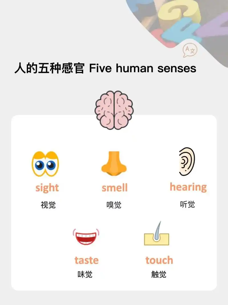 sight视觉 smell嗅觉 hearing听觉 taste味觉 touch触觉 sense of