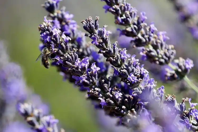 普罗旺斯薰衣草花田