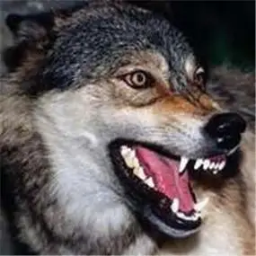狼图片头像个性狼图片头像凶猛霸气冷酷图片