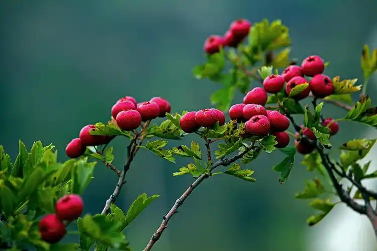 山里红红遍山里