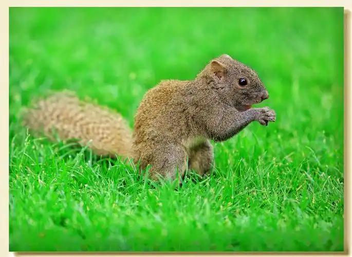 松鼠百态—剑舞.麦田摄影作品欣赏