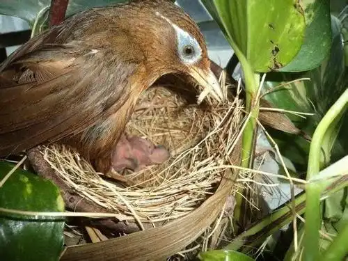 画眉鸟雏鸟难得学会这招让你年年都有成窝的雏鸟