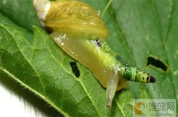 僵尸蜗牛能养吗 为什么叫这个名字